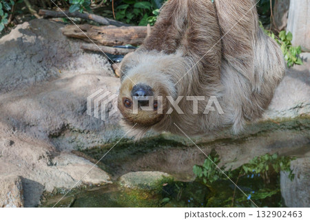 Kobe Animal Kingdom's cover game 132902463