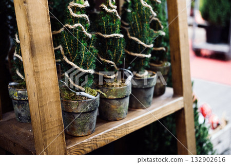 Small potted evergreen trees wrapped in twine are arranged on a wooden shelf. Eco-friendly decor, zero waste holidays, rustic aesthetics, sustainable celebration 132902616