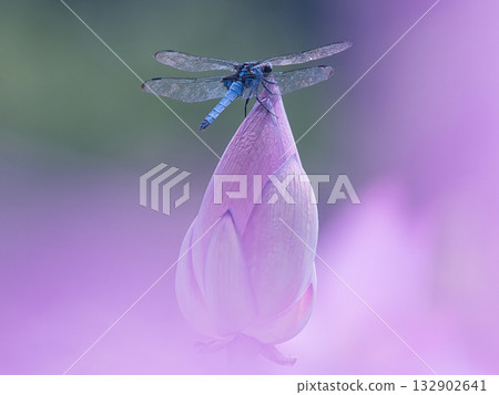 Dragonfly perching on a bud 132902641