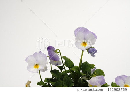 Viola flowers in front of a white background 132902769