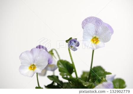 Viola flowers in front of a white background Viola flowers in front of a white background 132902779