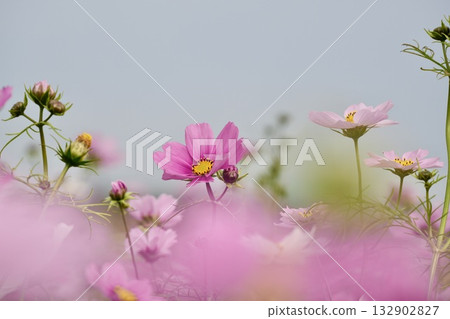開花往天空的波斯菊 開花往天空的波斯菊 132902827
