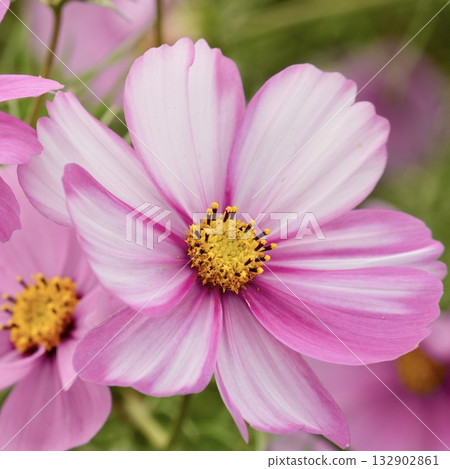 Colorful cosmos - beautiful autumn scenery 132902861