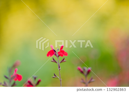 秋色-柔和的光線下,小紅花盛開 秋色-柔和的光線下,小紅花盛開 132902863