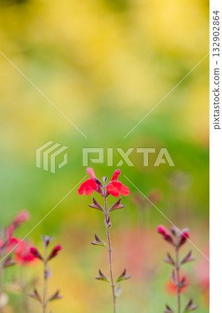 秋色-柔和的光線下,小紅花盛開 秋色-柔和的光線下,小紅花盛開 132902864