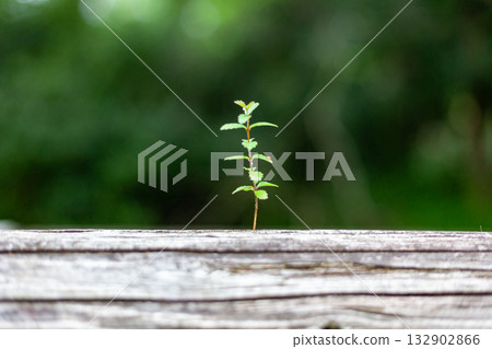 sprouts growing from tree trunks sprouts growing from tree trunks 132902866