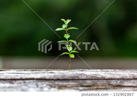 sprouts growing from tree trunks 132902867