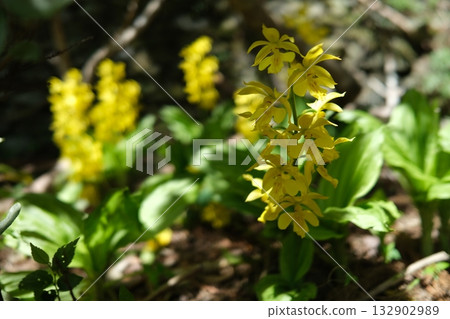 [Tokushima] Kiribine blooming in the garden of a rural house 132902989