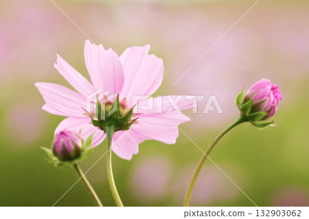 沐浴在秋日陽光下的波斯菊 132903062