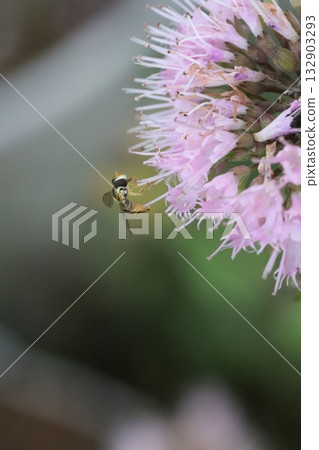 A small-headed fly sucking nectar from a pink daisy flower blooming in an autumn garden 132903293