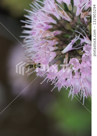 一隻小頭蒼蠅正在秋天花園裡盛開的粉紅色雛菊上吸食花蜜。 一隻小頭蒼蠅正在秋天花園裡盛開的粉紅色雛菊上吸食花蜜。 132903294