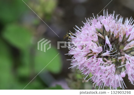 A small-headed fly sucking nectar from a pink daisy flower blooming in an autumn garden A small-headed fly sucking nectar from a pink daisy flower blooming in an autumn garden 132903298