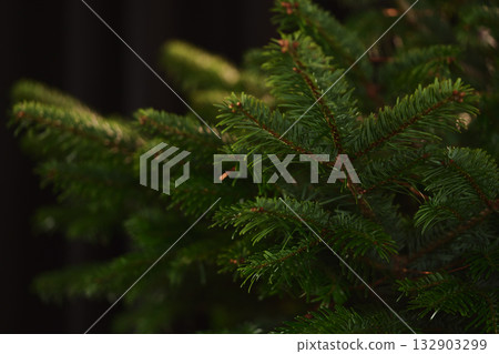 Closeup shot of spruce tree indoor, ready to be decorated as a christmas tree Closeup shot of spruce tree indoor, ready to be decorated as a christmas tree 132903299