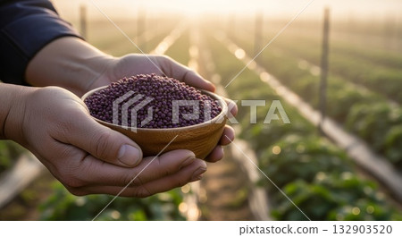 Farmer hands holding wooden bowl filled with organic purple soybeans in agricultural field during golden hour sunset with vineyard trellis system background 132903520