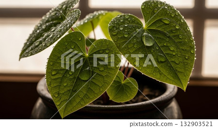 Fresh green heart-shaped leaves with water droplets on indoor potted plant by window showing detailed leaf veins and natural moisture after watering or morning dew in home garden setting Fresh green heart-shaped leaves with water droplets on indoor potted plant by window showing detailed leaf veins and natural moisture after watering or morning dew in home garden setting 132903521
