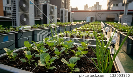 Urban rooftop hydroponic vegetable garden with leafy greens growing in raised bed containers surrounded by air conditioning units on city building terrace Urban rooftop hydroponic vegetable garden with leafy greens growing in raised bed containers surrounded by air conditioning units on city building terrace 132903550
