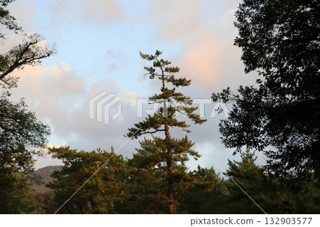 Izumo Taisha Shrine approach Izumo Taisha Shrine approach 132903577