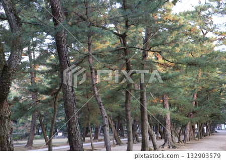 Izumo Taisha Shrine approach Izumo Taisha Shrine approach 132903579