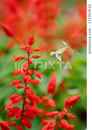 紅與白的對話－秋日花園中盛開的兩種色彩 132903616