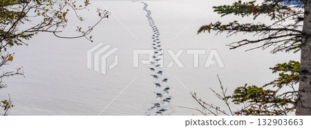 Straight footprints in a snowy forest. Canmore, Alberta, Canada Straight footprints in a snowy forest. Canmore, Alberta, Canada 132903663