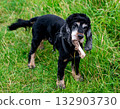Cute dog a piece of bough in the mouth 132903730