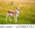 Young deer at the grass field 132903731