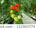 Tomato   132903774