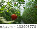 Tomato   132903778