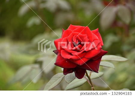 Bright red autumn roses Bright red autumn roses 132904183