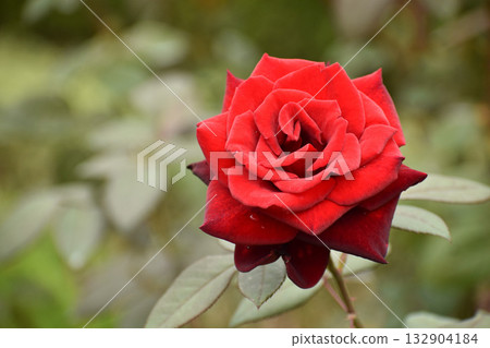 Bright red autumn roses Bright red autumn roses 132904184