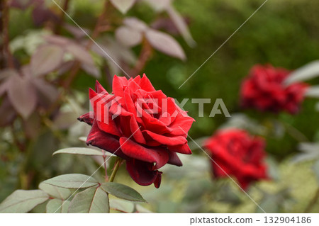 Bright red autumn roses Bright red autumn roses 132904186
