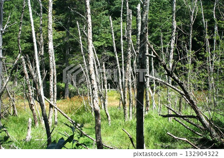 Nature Nature Nature Nature 132904322