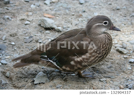 Nature Nature 132904337