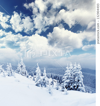 Winter Winter 132904493