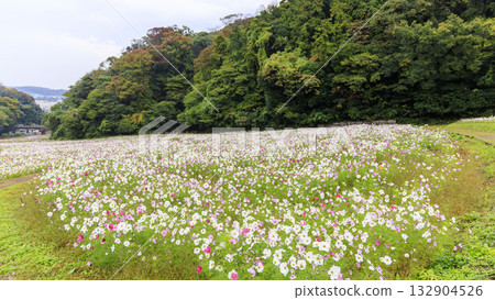 Cosmos blooms at Kurihama Flower Park 132904526