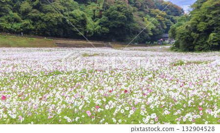 Cosmos blooms at Kurihama Flower Park 132904528