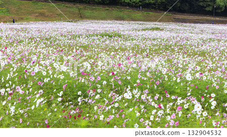 久里濱花卉公園的波斯菊盛開 132904532