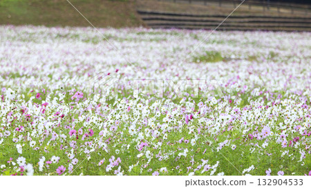 Cosmos blooms at Kurihama Flower Park Cosmos blooms at Kurihama Flower Park 132904533