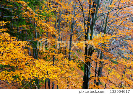 autumn autumn 132904617