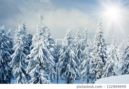 Winter Winter 132904649