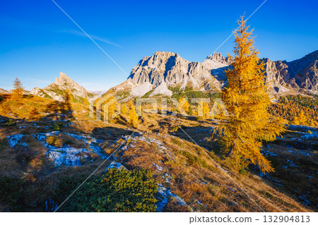 Bright yellow larches glowing in the sunlight. Location Dolomiti Alps, Falzarego pass. 132904813