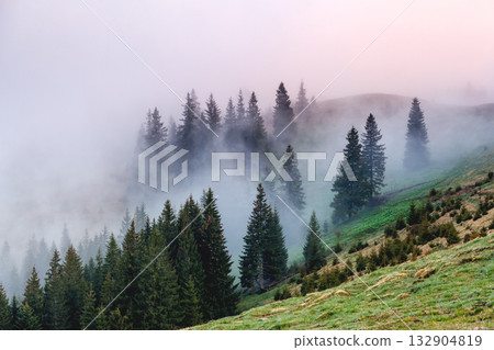 Morning fog covered the hills with spruces. Dramatic and gorgeous scene. Morning fog covered the hills with spruces. Dramatic and gorgeous scene. 132904819