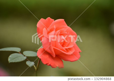 橙色的秋玫瑰 橙色的秋玫瑰 132904868