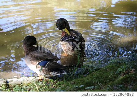 一群鴨子在水邊嬉戲，在泛著漣漪的池塘水面上梳理羽毛。 132904888