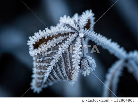 Macro Close up of Frost Covered Dead Leaves and Plant Stems with Delicate Ice Crystal Lace Pattern Detail Macro Close up of Frost Covered Dead Leaves and Plant Stems with Delicate Ice Crystal Lace Pattern Detail 132904905