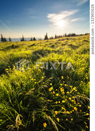 Morning view of the blooming field in the sunlight. Location place Carpathian, Ukraine. Morning view of the blooming field in the sunlight. Location place Carpathian, Ukraine. 132905026