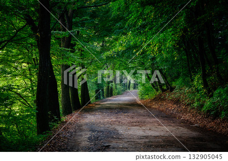 Magic tunnel and pathway through a thick forest with sunlight. The path framed by bushes. Dramatic and gorgeous scene. Location place Ternopil, Ukraine, Europe. Discover the world of beauty. Magic tunnel and pathway through a thick forest with sunlight. The path framed by bushes. Dramatic and gorgeous scene. Location place Ternopil, Ukraine, Europe. Discover the world of beauty. 132905045