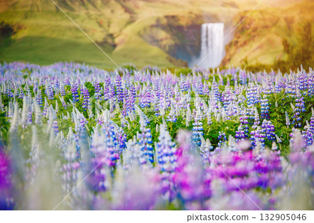 Lovely lupine glowing by sunlight. Location place Skogafoss waterfall, Skoga river, Iceland. Lovely lupine glowing by sunlight. Location place Skogafoss waterfall, Skoga river, Iceland. 132905046