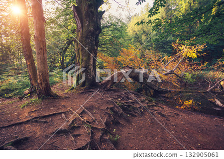 Majestic view on bright path with sunny beams. Location Plitvice Lakes National Park, Croatia. 132905061
