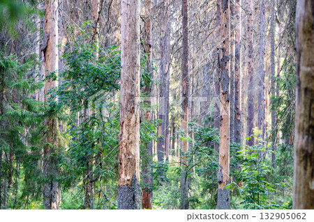 Spruce forest destroyed after bark beetle attack, dried dead adult pine trees, ecosystem catastrophe 132905062